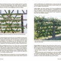 Palmette mit mehreren Ebenen: Hochspalier aus Birnen-/Obstbaum, gestützt von Holzrahmen und rankendem Laubwerk.