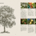 Zweiseitige Baum-Erkennung: links detaillierte Baumzeichnung, rechts Fotocollage mit kurzen Obstbaumbeschreibungen.